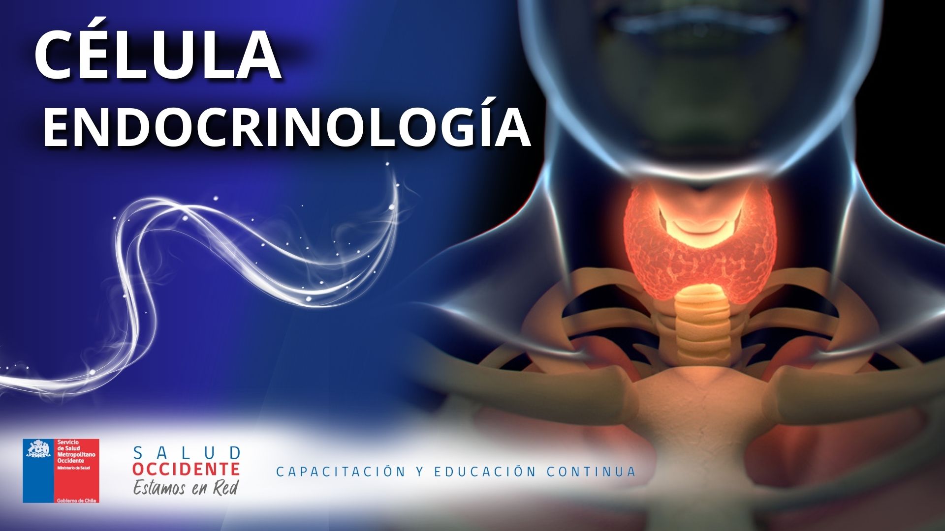 Célula Endocrinología 